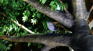 鳳棲梧桐，光臣智科鳥語系列LED投射燈實景應(yīng)用